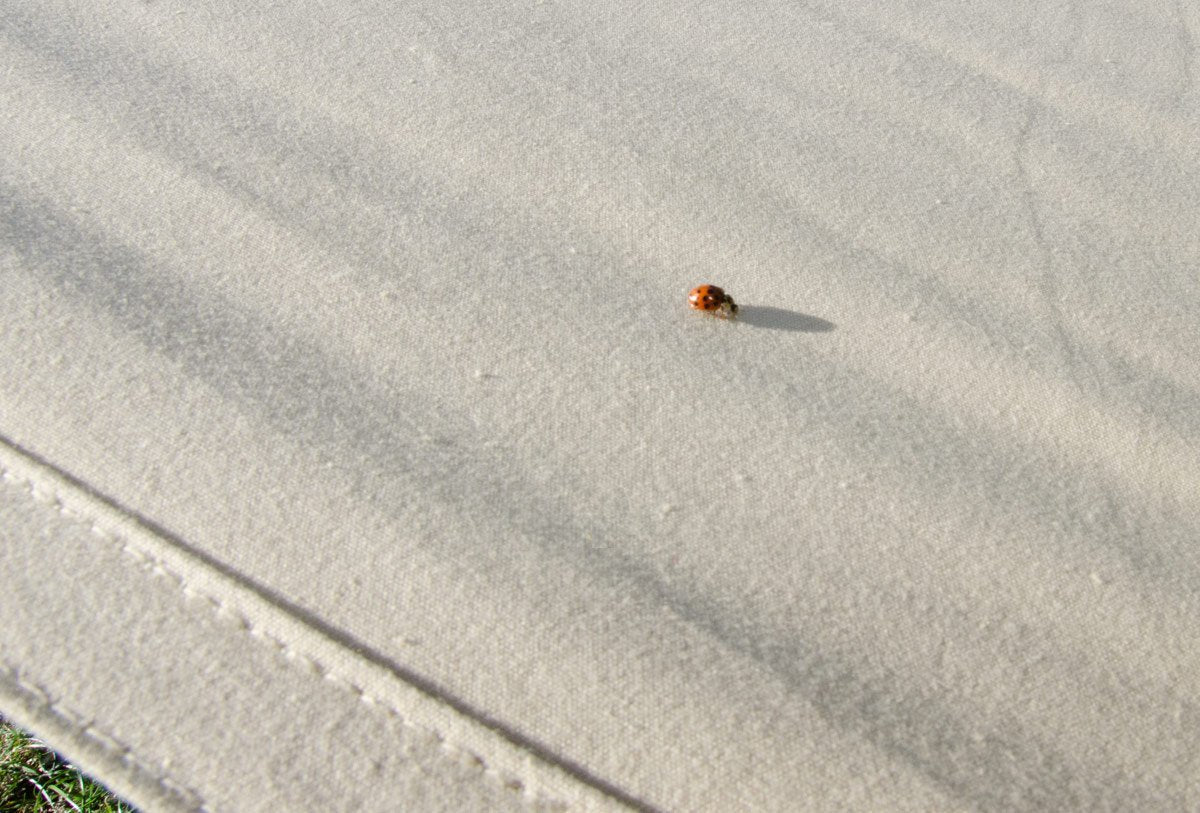 Cotton canvas awning with ladybird