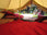 Thumbnail of 5 metre Standard Bell Tent image number 9.