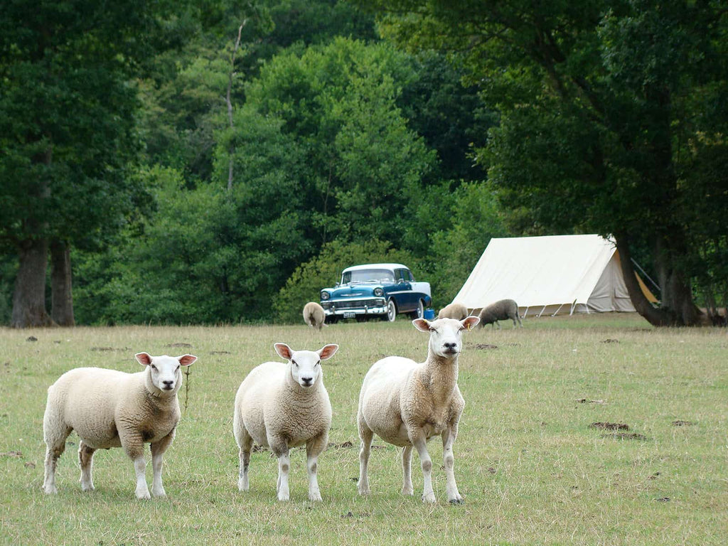 Scout patrol tent in a field with a classic car and sheep in the foreground