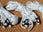 Thumbnail of Reflective Guy Ropes (Pack of 16) image number 1.