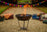 Thumbnail of Kadai Fire Bowls image number 1.