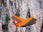 Thumbnail of Parachute Silk Traveller Hammock image number 2.